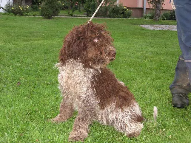 Lagoto Romanjolo i labradorka - tartufari