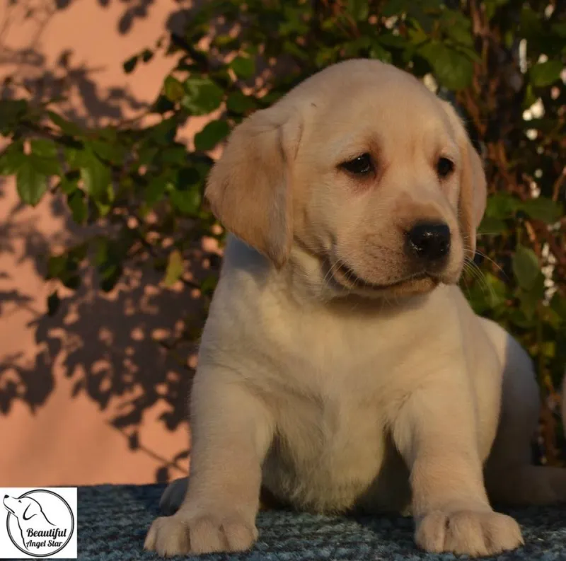 Labrador, stenci sampionskog porekla