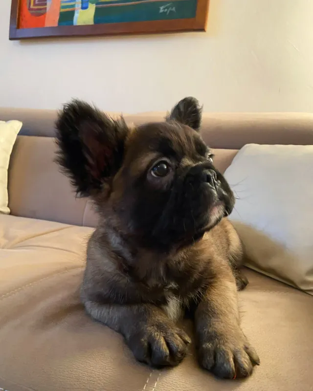 Fluffy Francuski Buldog