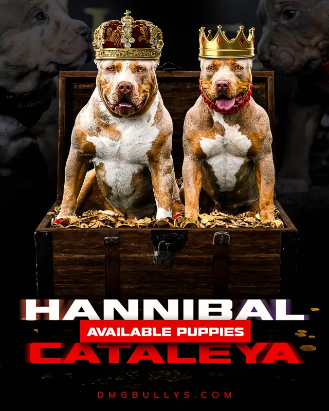 American Bully - Američki buli - Američki PitBull Terrier