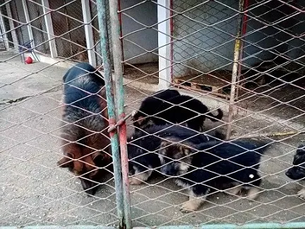 Nemacki ovcari " Od Beronje "