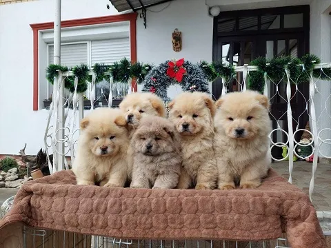 Chow chow-cau cau!Praznični popust!