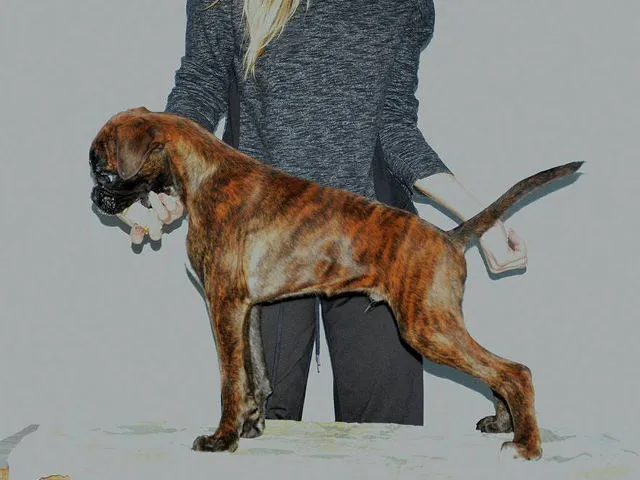 Nemacki boxer - dva muska steneta
