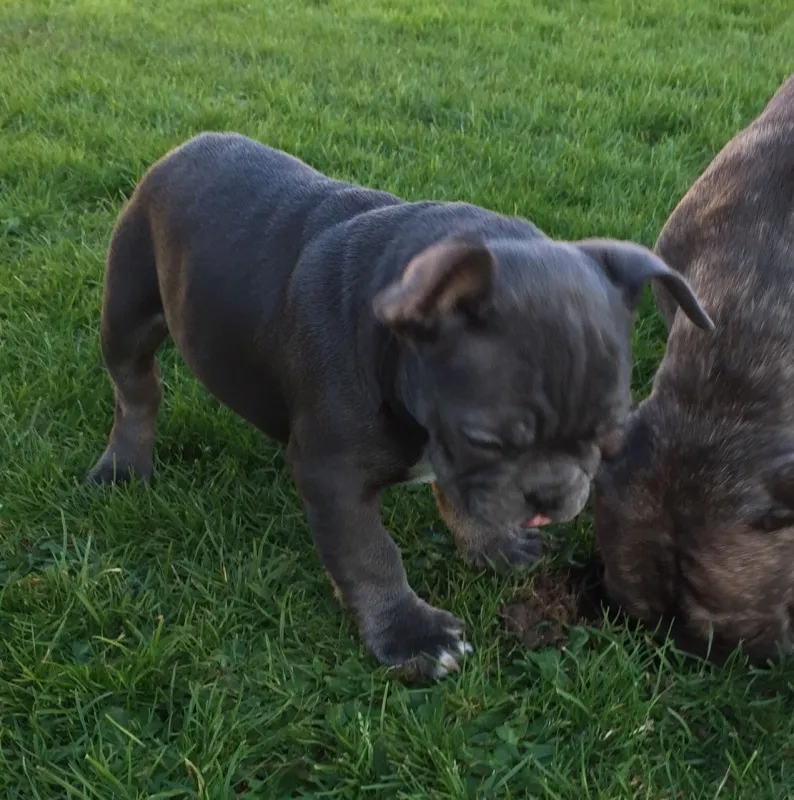 Plava i Tan Francuski buldog štenci.