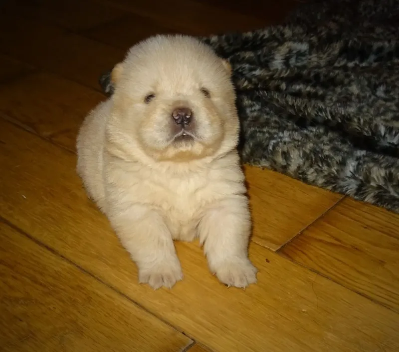 Lijepa Krem Chow Chow štenci.