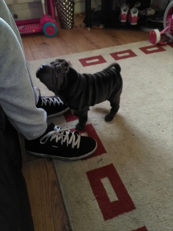 zrnasto shar-pei štenci spremni.