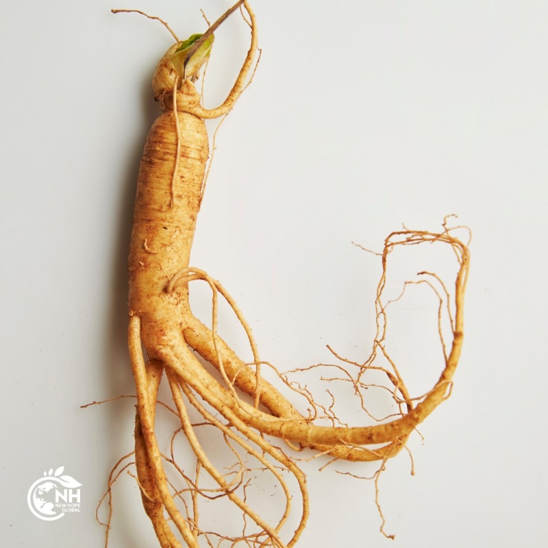 Oglas Ekstrakt korijena ginsenga za savršeno mentalno i tjelesno zdravlje 25.00