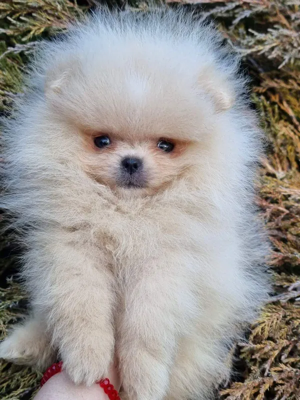 Tea cup pomeranac