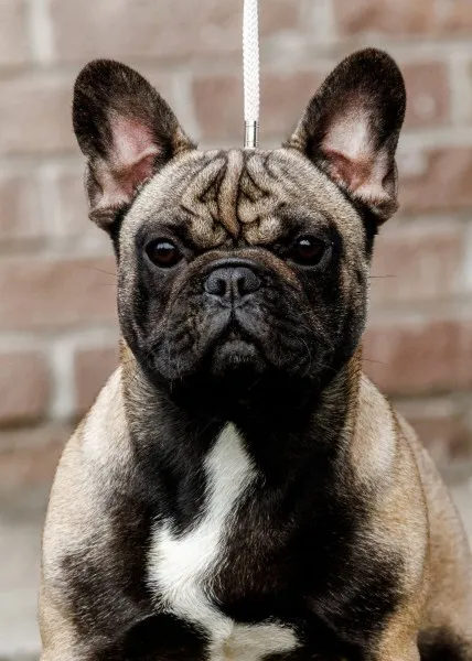 Francuski buldog mladi muzjak