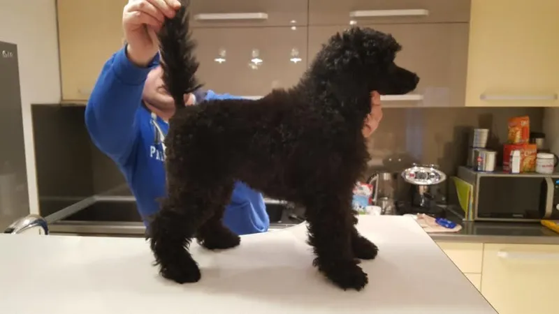 Prvobirani muzjak pudle