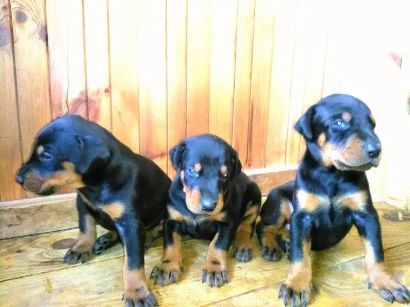 Doberman stenci na prodaju