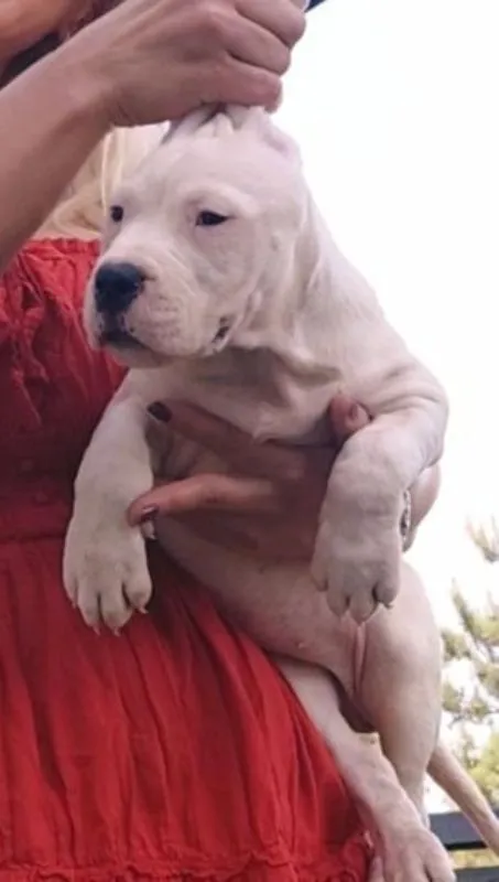 Dogo Argentino ženke od odličnih roditelja