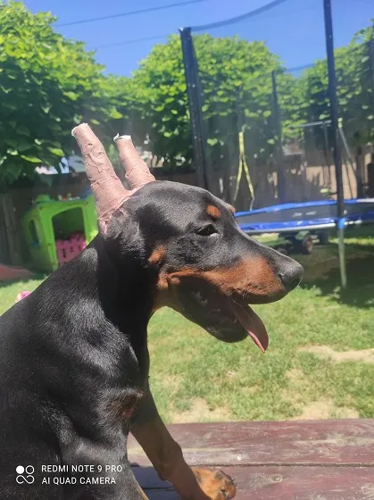 Doberman ženka 
