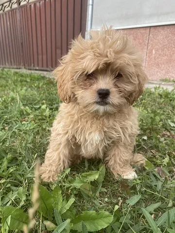 Maltipoo stenci 