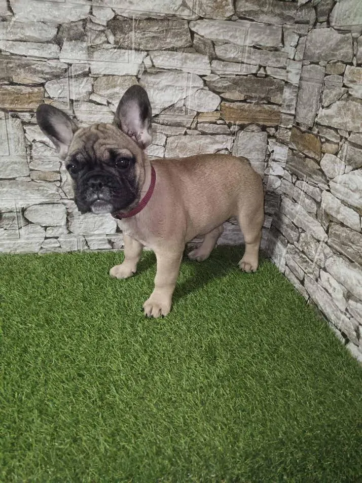 Francuski buldog,žensko štene  