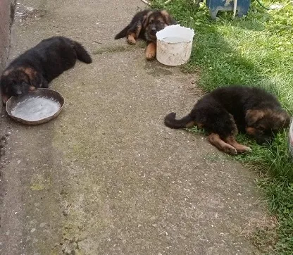 Nemacki ovcari " Od Beronje "  