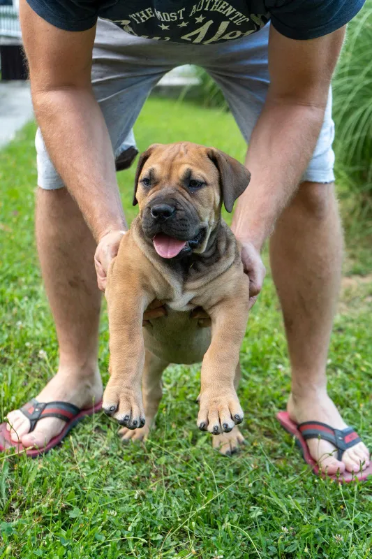 Južnoafrički mastif - Boerboel štenci