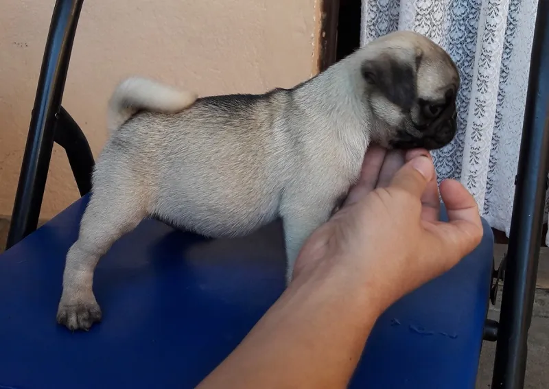 Mops ženkica