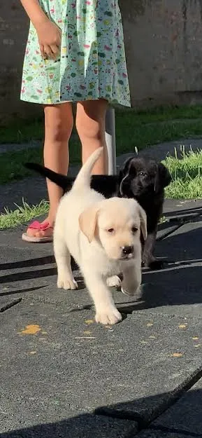 LABRADOR RETRIVER - vrhunski štenci