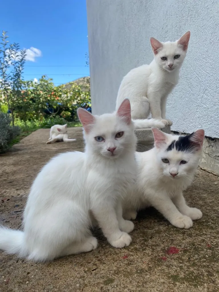 Beli albino mačići