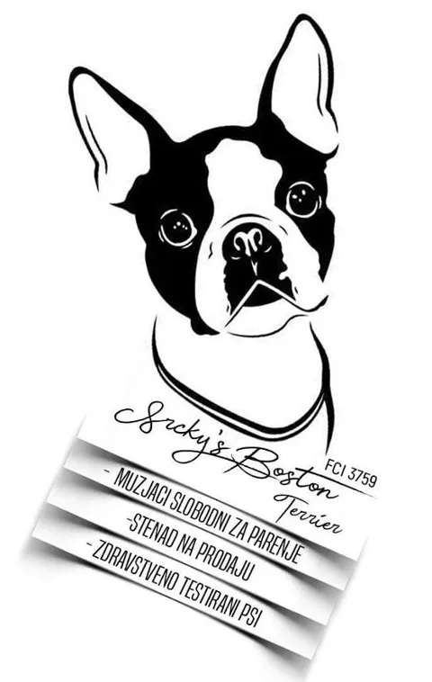 BOSTON TERRIER - stene i odrasli muzjaci za parenje