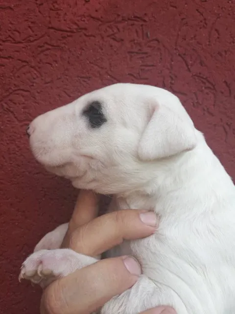 BULL TERRIER stenci sampionskog porekla