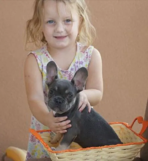 Francuski buldog, blue tan mužjak