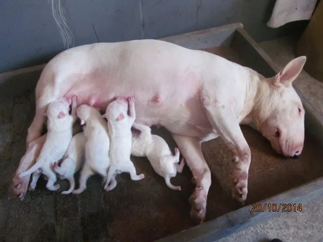Bullterrier stenci - od vrhunskih roditelja