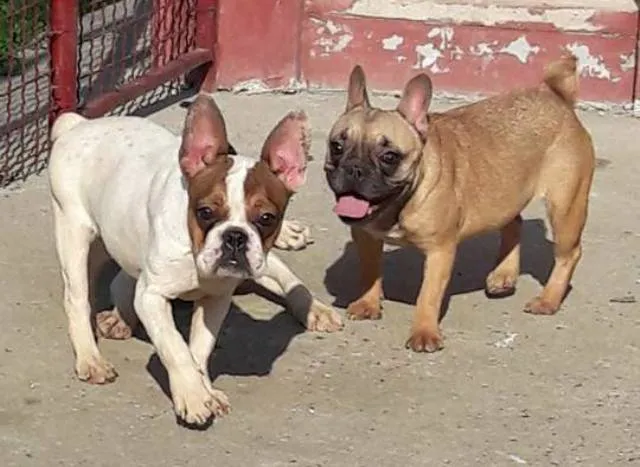 Francuski buldog, zenke