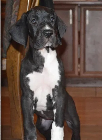 Nemacke doge - dva steneta dobre krvne linije