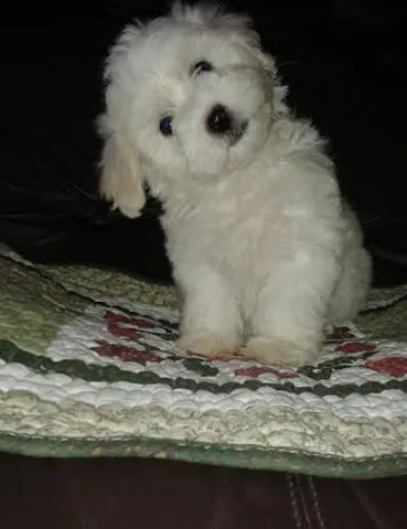 Coton de tulear - prelepo musko stene