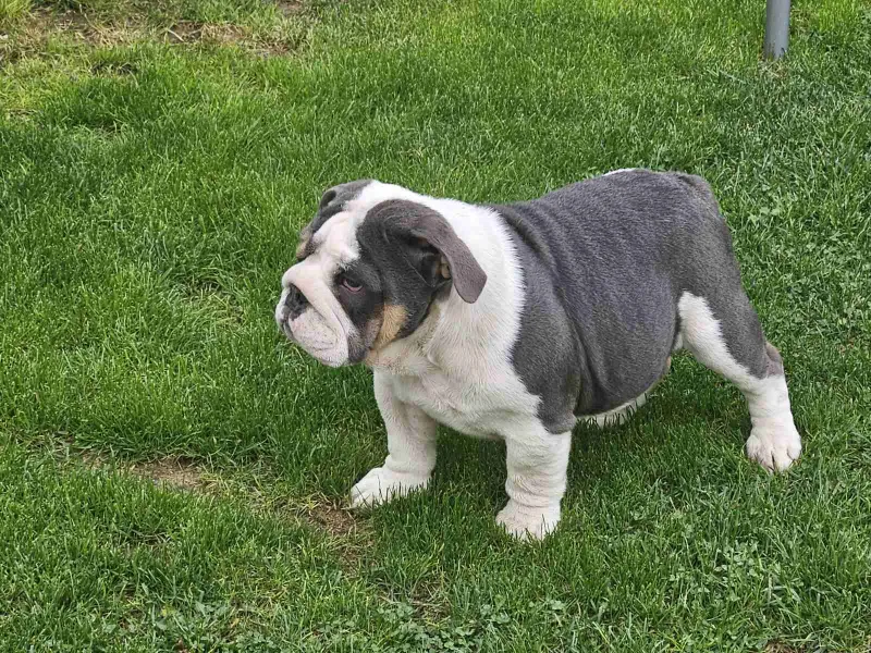 Engleski buldog 