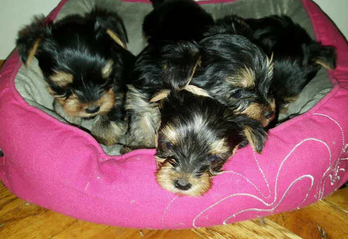 MINI JORKI - stenci izuzetno sitne gradje