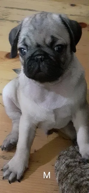 Mops preslatki štenci