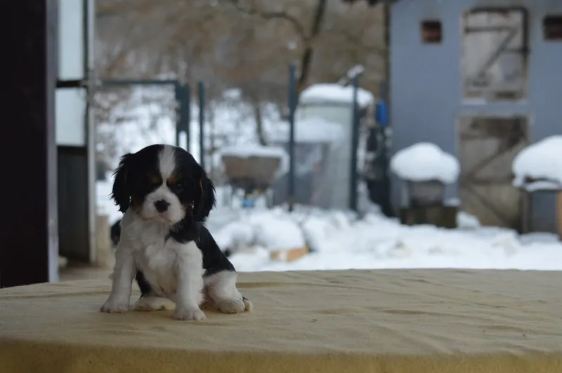 Cavalier king Charles spaniel 