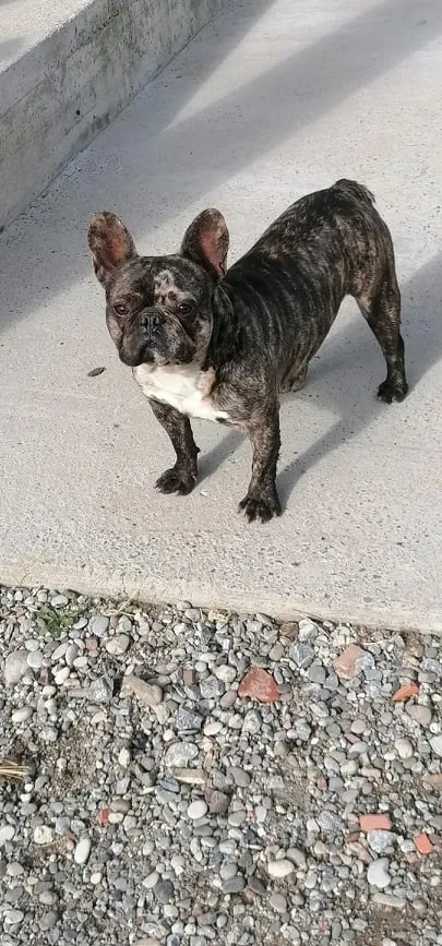Francuski Buldog