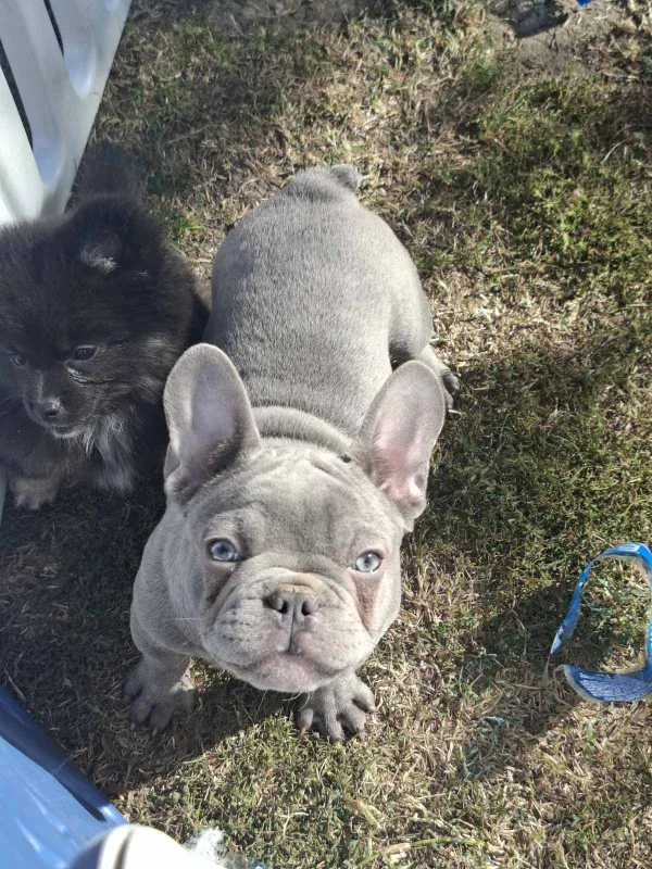 Sivi francuski buldog