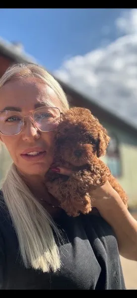 Stenci toy i mini pudle