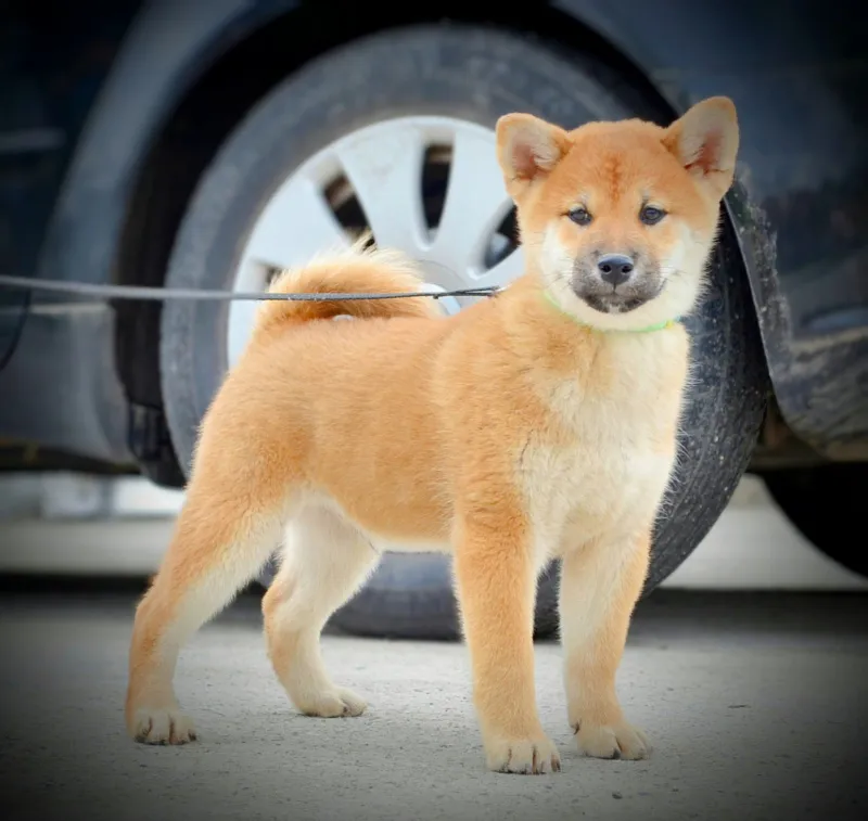Shiba inu stenci