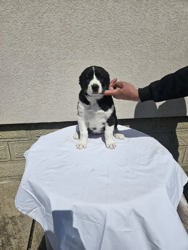 Srednjeazijski ovčar VRHUNSKI štenci