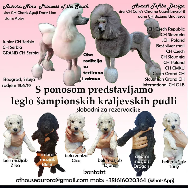Standard (kraljevska) pudla