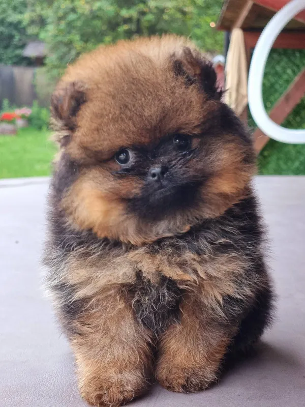 Pomeranac Boo zenkica