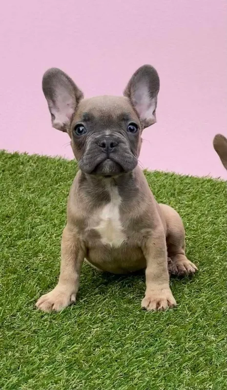 Francuski buldog stene-Egzotik