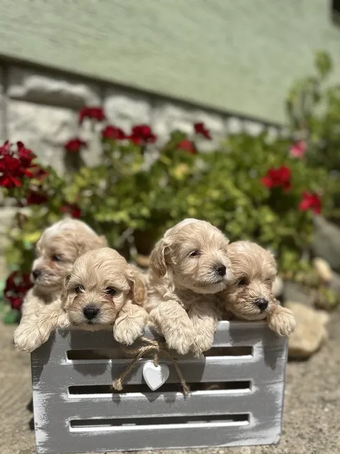 Maltipoo kucici 