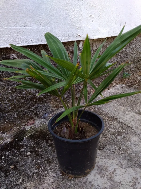 Prodajem palme