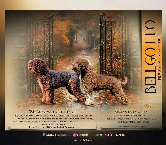 Lagotto Romagnolo štenci