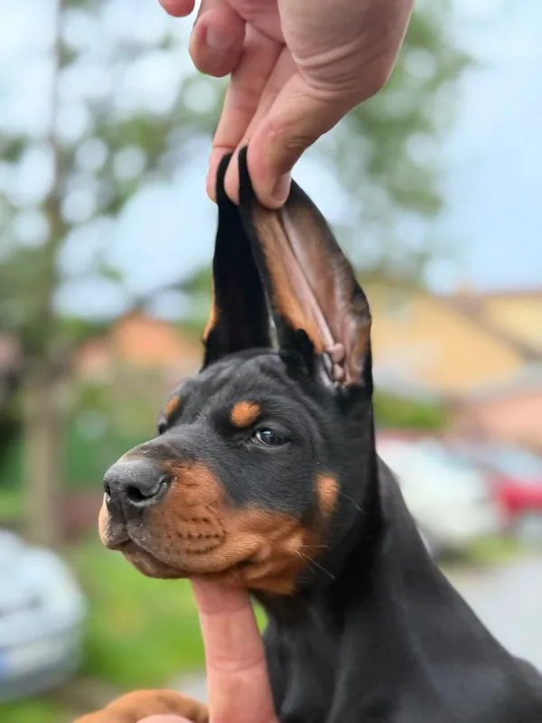 Doberman VRHUNSKI štenci