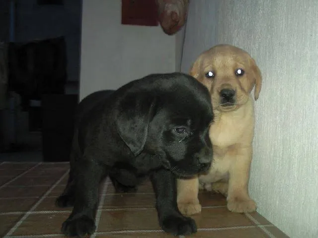 Labrador retriver,stenci od odlicnih roditelja