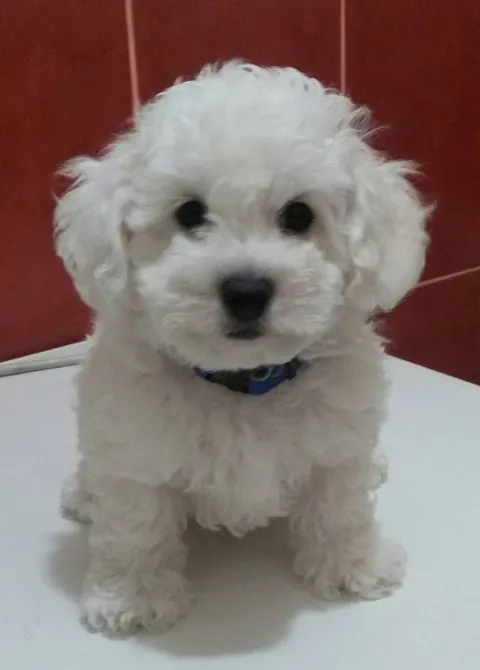 KOVRDZAVI BISON - stenci od odlicnih roditelja