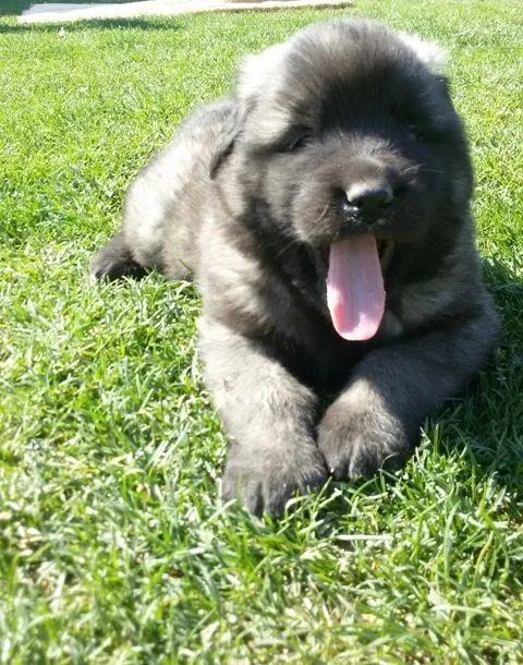 Ovčarski pas - Šarplaninac, štenci